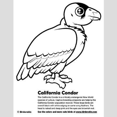 California Condor Coloring Page Lt Fun Free Downloads Amp Activity 400x400 California Condor Coloring Page Lt Fun Free Downloads Amp Activity