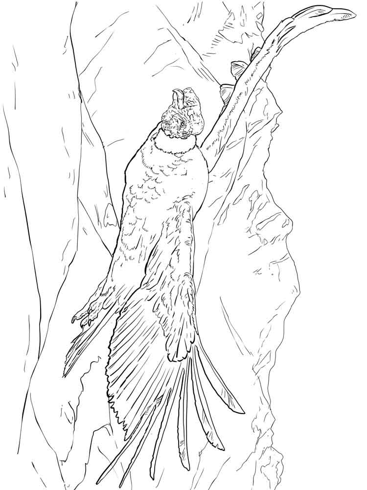 Coloring Pages Condor 750x1000 Coloring Pages Condor