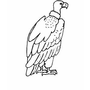 Condor Coloring Sheet 300x300 Condor Coloring Sheet