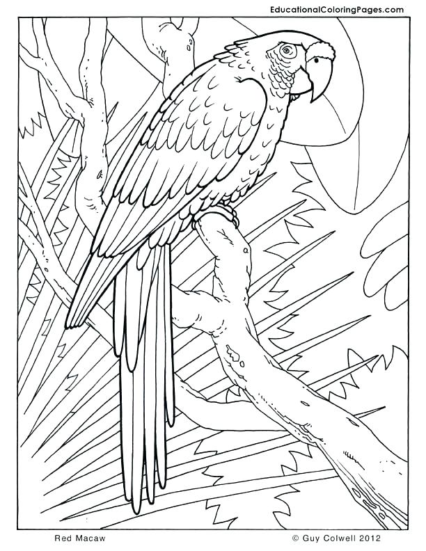 Coloring Pages And Coloring Books. Real Animal Coloring Pages 612x792 Coloring Pages And Coloring Books. Real Animal Coloring Pages