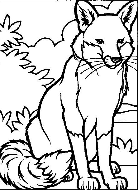 Animal Coloring Pages 443x609 Animal Coloring Pages