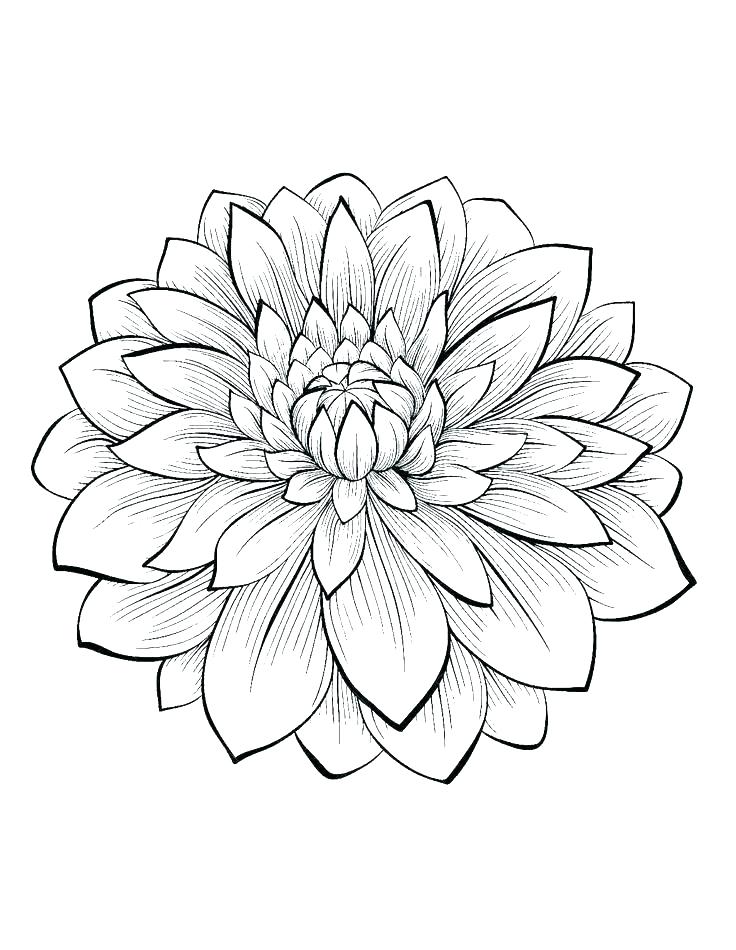 736x950 Simple Flower Coloring Pages Flower Color Pages Simple Flower