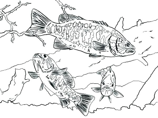 Printable Bass Fish Coloring Pages 600x449 Printable Bass Fish Coloring Pages