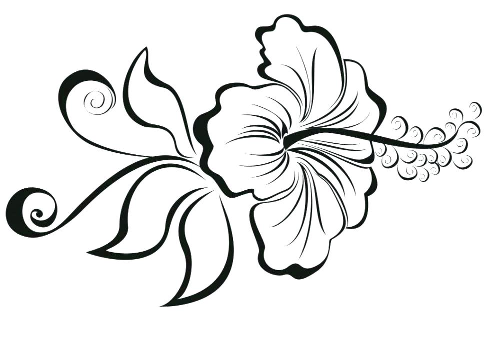 970x685 Lotus Flower Coloring Page Flower Coloring Pages Blooming Lotus