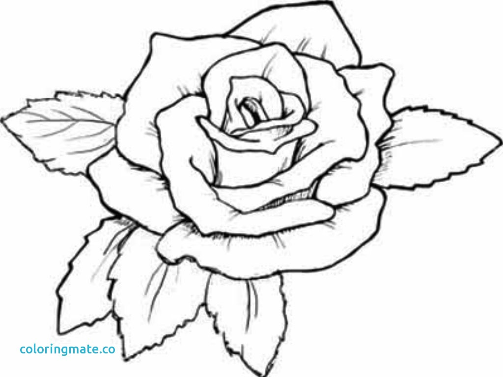 1024x768 Cool Rose Coloring Pages Tixac