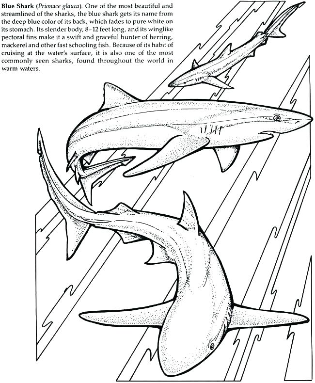 650x790 Great White Shark Coloring Pages Shark Coloring Book Also Cool