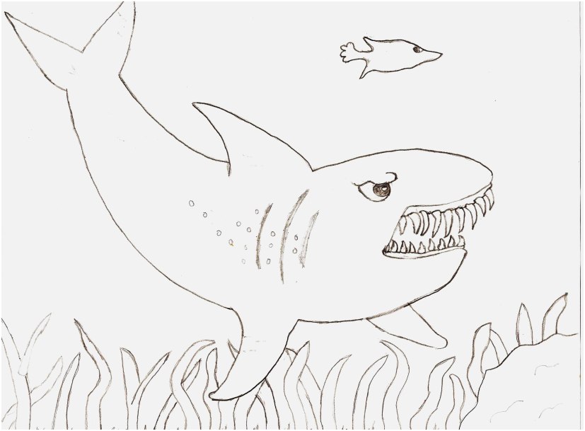 827x609 Great White Shark Coloring Pages Shoot Free Printable Shark