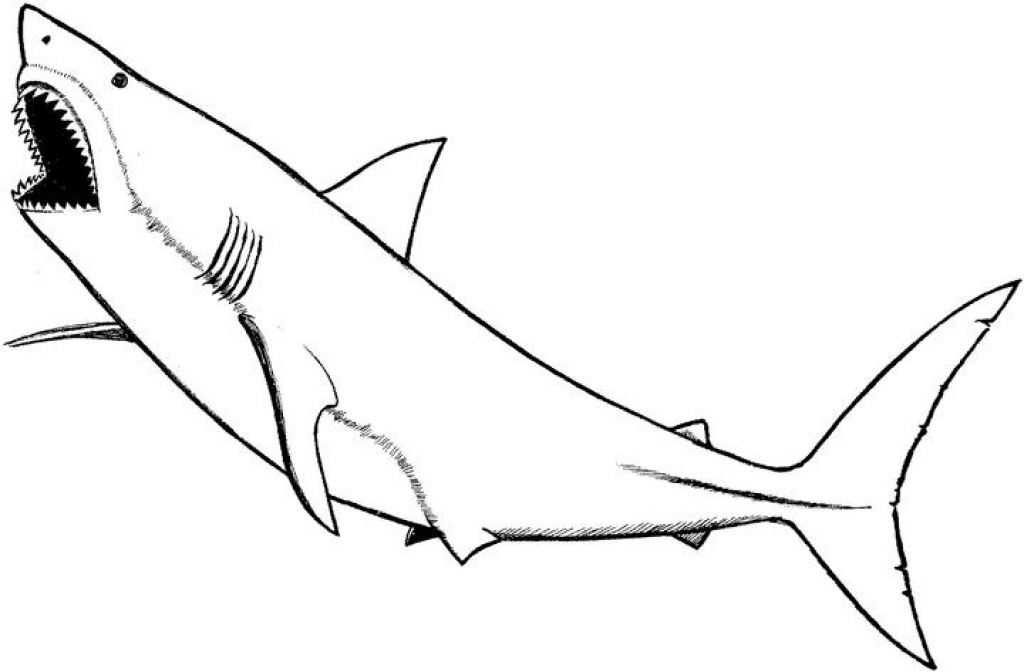 1024x672 Nonsensical Shark Coloring Pages Coloring Pages Of Sharks