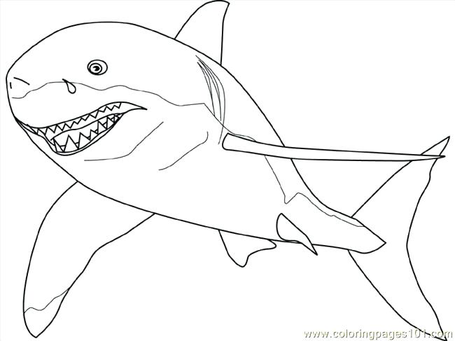 650x487 Exclusive Great White Shark Pictures To Color Coloring Pages