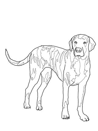 323x430 Click To See Printable Version Of Plott Hound Coloring Page