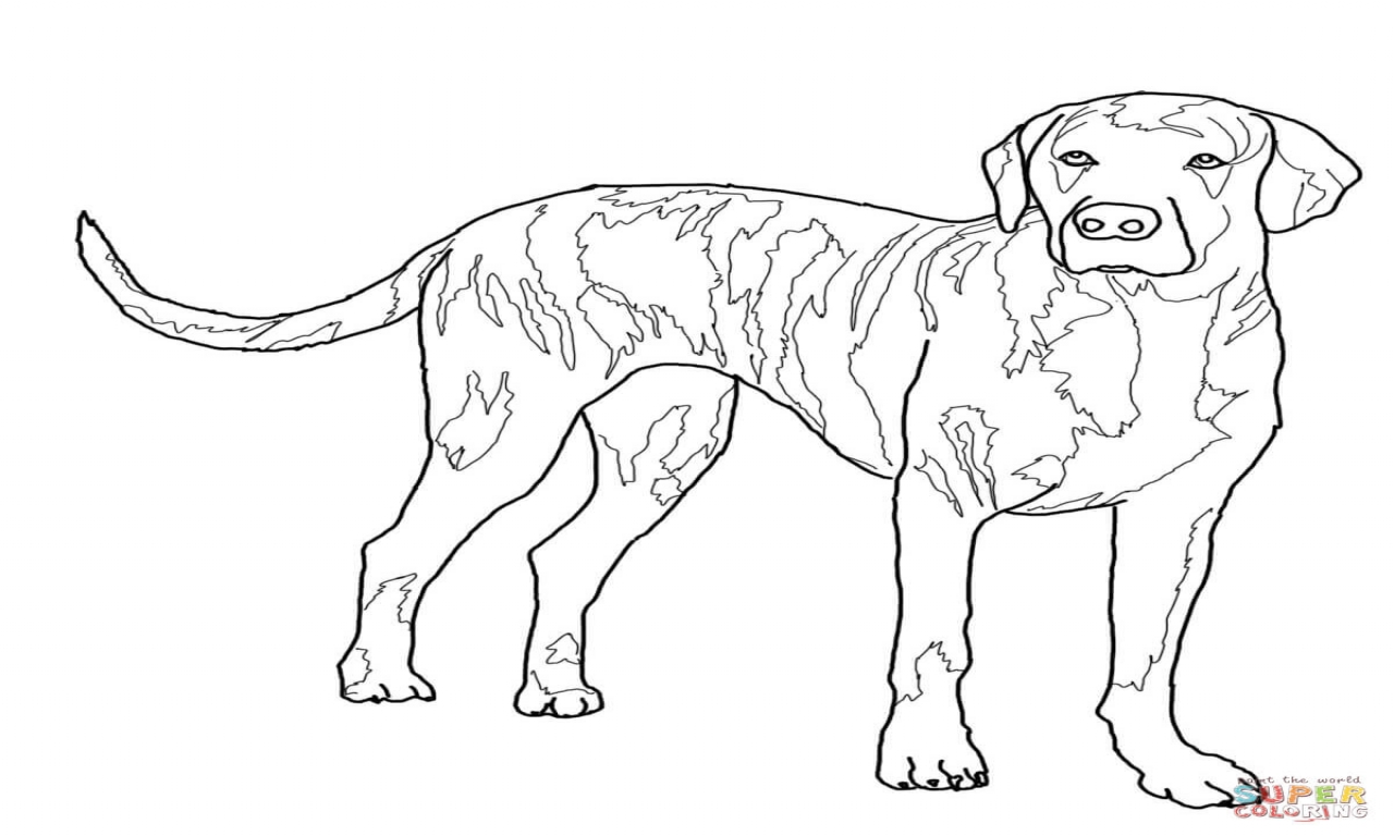 Coon Dog Coloring Pages at GetColorings.com | Free printable colorings ...