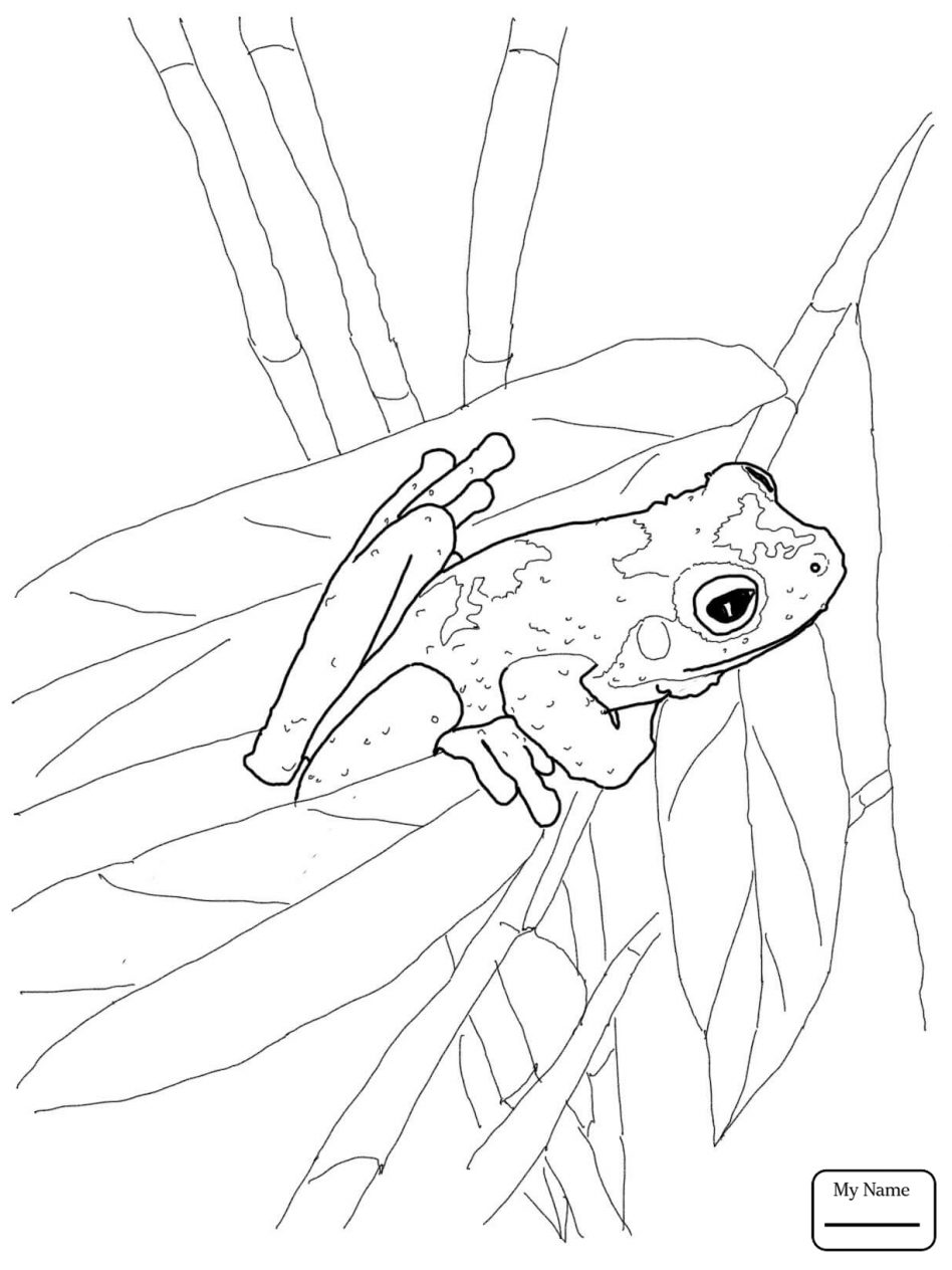 948x1264 Coqui Coloring Page With Wallpaper Hd Background Within