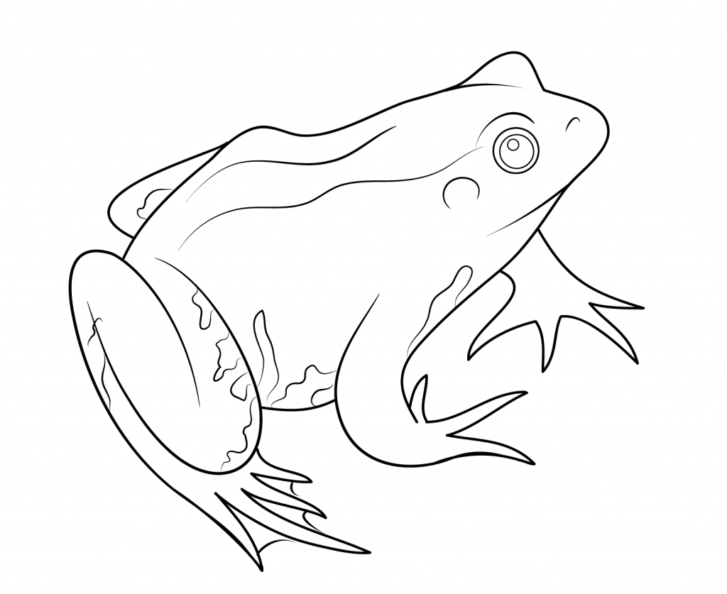 1024x837 Coqui Coloring Page