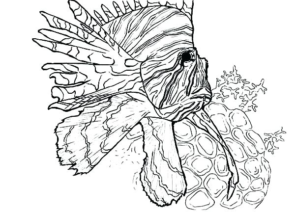 Coral Coloring Pages Coral Coloring Pages Swim Near Coral Reef 600x432 Coral Coloring Pages Coral Coloring Pages Swim Near Coral Reef
