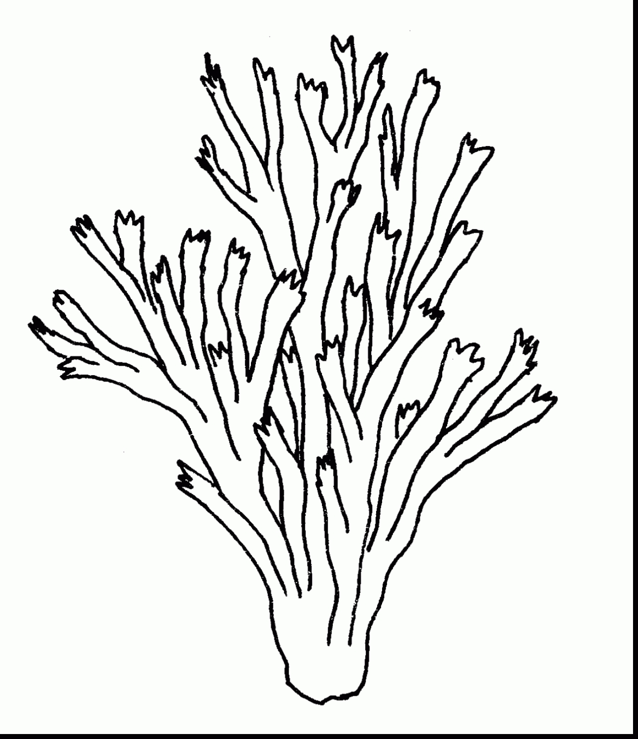 Fresh Coral Reef Coloring Page Free Coloring Pages Download 1284x1487 Fresh Coral Reef Coloring Page Free Coloring Pages Download