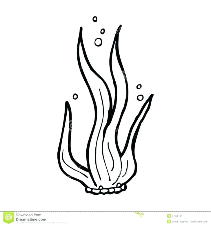 Seaweed Coloring Pages Medium Size Of Seaweed Coloring Pages 728x779 Seaweed Coloring Pages Medium Size Of Seaweed Coloring Pages