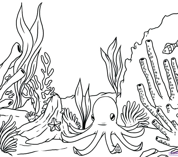 Seaweed Coloring Pages Seaweed Coloring Pages Coral Coloring Pages 678x600 Seaweed Coloring Pages Seaweed Coloring Pages Coral Coloring Pages