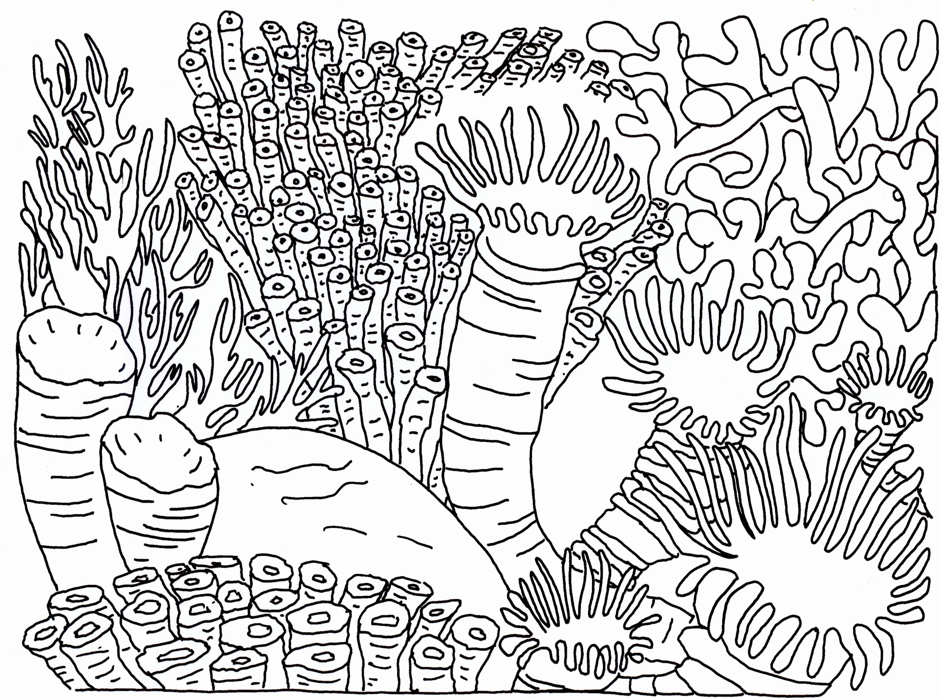 Detailed Pattern Coloring Pages Lovely Coral Reef Coloring Page 3049x2261 Detailed Pattern Coloring Pages Lovely Coral Reef Coloring Page