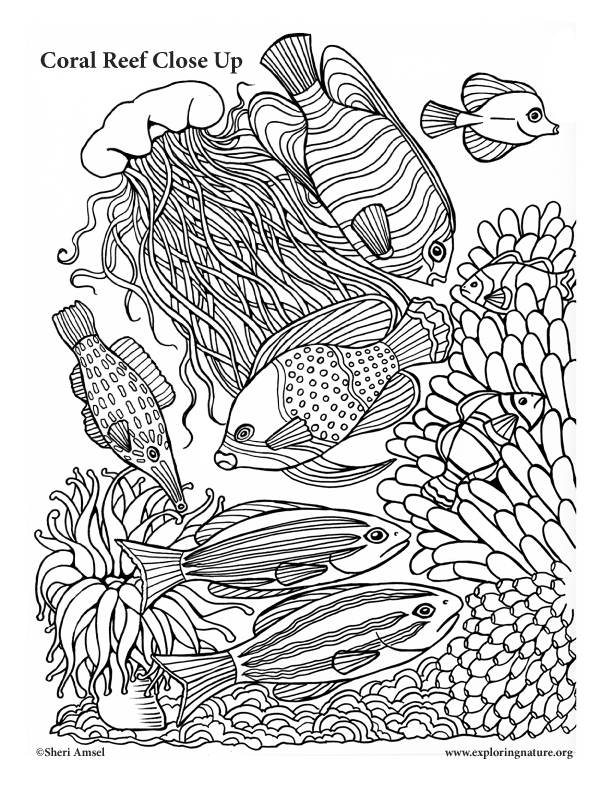 Coral Reef Close Up Coloring Page 612x792 Coral Reef Close Up Coloring Page