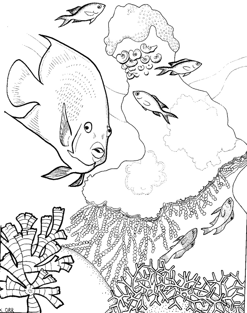 Coral Reef Coloring Pages 508720 Endear 810x1024 Coral Reef Coloring Pages 508720 Endear