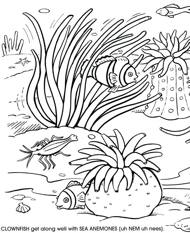 Coral Reef Coloring Pages Coral Coloring Pages Surprising Coral 628x770 Coral Reef Coloring Pages Coral Coloring Pages Surprising Coral