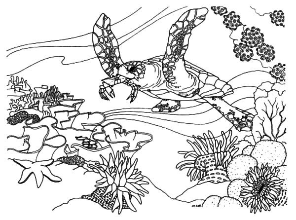 Coral Reef Fish, Coral Reef Fish Ecosystem Coloring Pages 600x446 Coral Reef Fish, Coral Reef Fish Ecosystem Coloring Pages