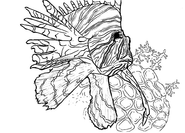 Lionfish Swim Near Coral Reef Coloring Pages Batch Coloring 600x432 Lionfish Swim Near Coral Reef Coloring Pages Batch Coloring