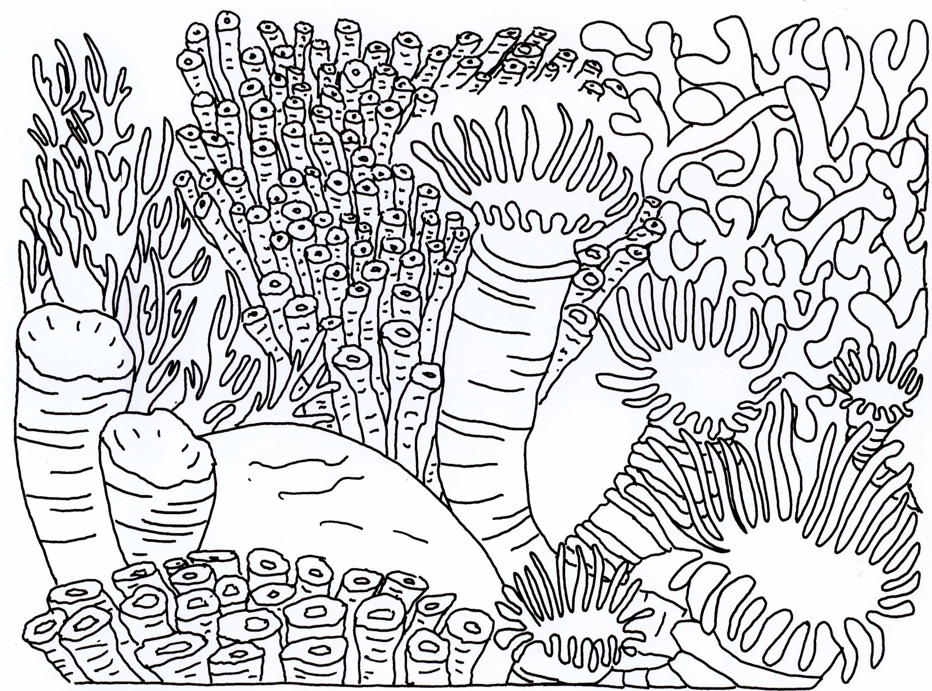 Proven Coloring Pages Of Coral Reefs Reef Page 3049x2261 Proven Coloring Pages Of Coral Reefs Reef Page