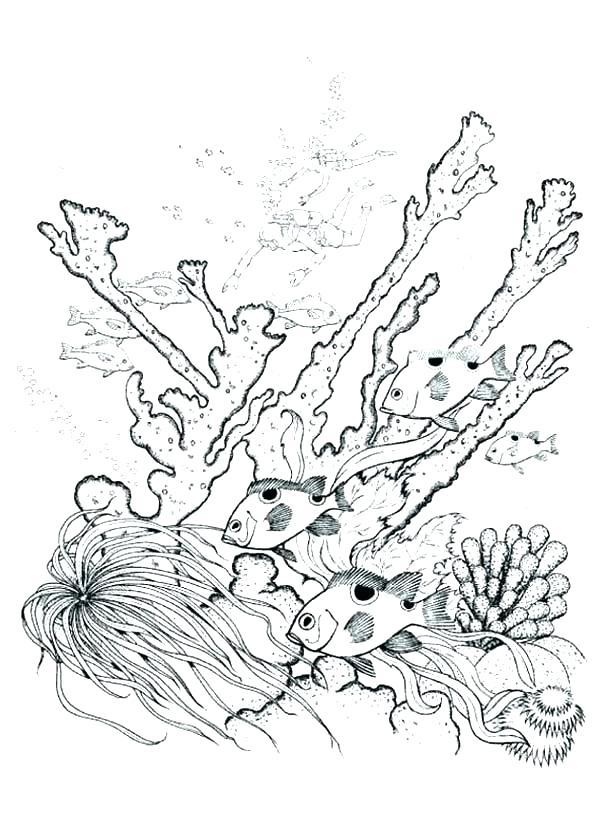 Coral Reef Coloring Page at GetColorings.com | Free printable colorings ...