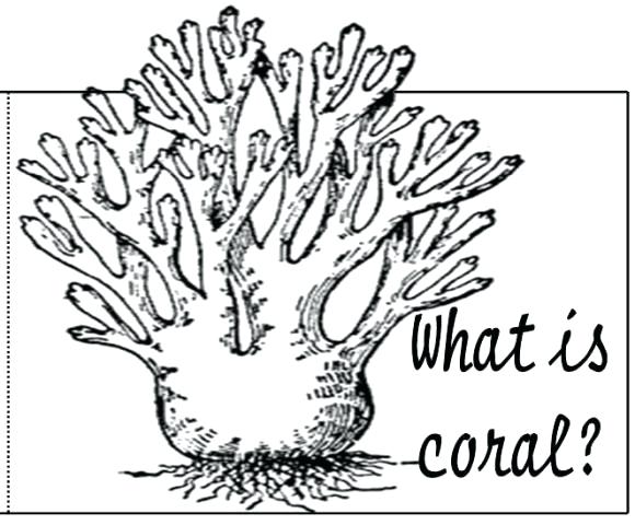 580x480 Coral Reef Coloring Pages Coral Reef Coloring Pages Coral Reef