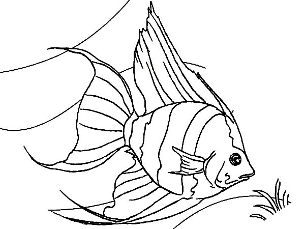 Coral Reef Fish Coloring Pages at GetColorings.com | Free printable ...