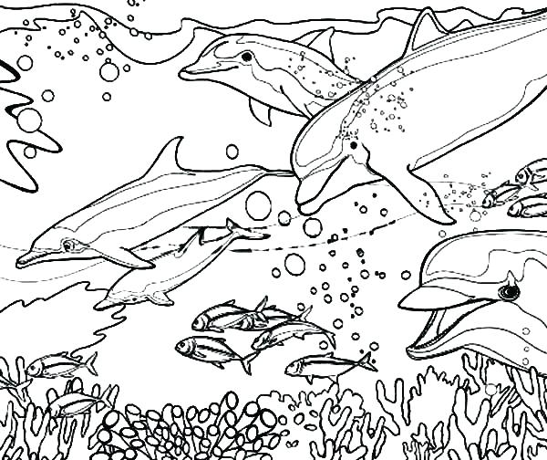 600x504 Dolphins Coloring Pages Miami Dolphin Logo Coloring Pages Dolphins