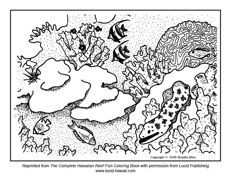 792x612 Free Reef Fish Coloring Sheets With Tips For Protecting Coral