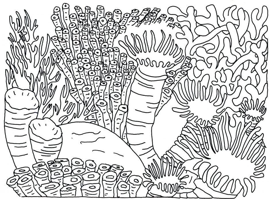 936x694 Coral Reef Fish Coloring Pictures Simple Pages Animals And Plants