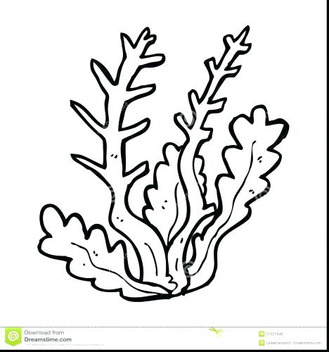 Coral Coloring Pages Coral Coloring Pages Coral Reef Coloring Page 468x500 Coral Coloring Pages Coral Coloring Pages Coral Reef Coloring Page