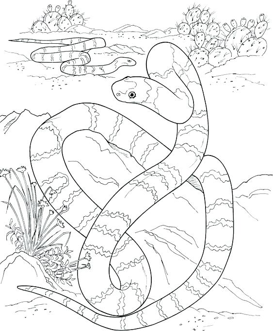 Coral Snake Coloring Page at GetColorings.com | Free printable ...