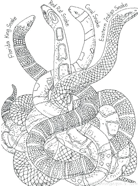 Coloring Page Snake Snakes Coloring Pages Coloring Pages Of Snakes 570x767 Coloring Page Snake Snakes Coloring Pages Coloring Pages Of Snakes