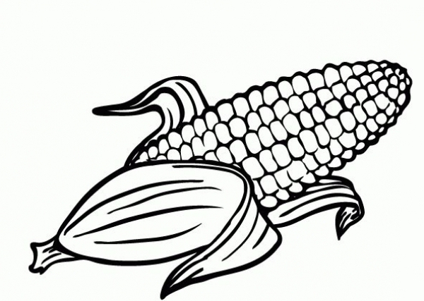 Corn Coloring Pages 600x427 Corn Coloring Pages