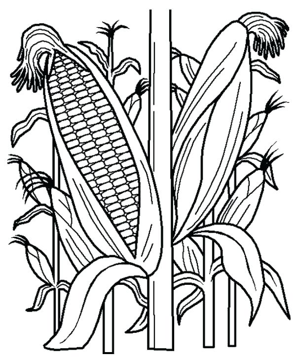 Corn Field Coloring Page Corn Stalk Coloring Page Corn Stalk 600x728 Corn Field Coloring Page Corn Stalk Coloring Page Corn Stalk