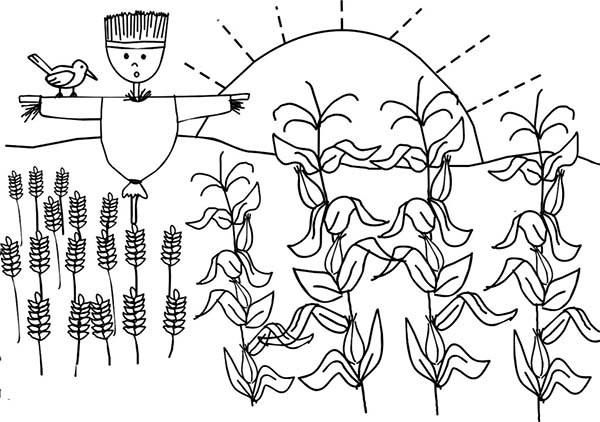 Corn Plant And Scarecrow Coloring Page 600x422 Corn Plant And Scarecrow Coloring Page