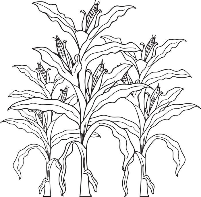 Free Printable Corn Stalks Fall Coloring Page For Kids Corn 700x687 Free Printable Corn Stalks Fall Coloring Page For Kids Corn