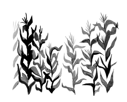 Cornfield Coloring Page 500x404 Cornfield Coloring Page