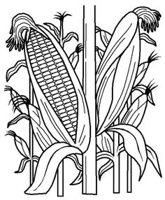 Coloring Pages Of Corn Fields It's National Corn On The Cob Day 236x286 Coloring Pages Of Corn Fields It's National Corn On The Cob Day