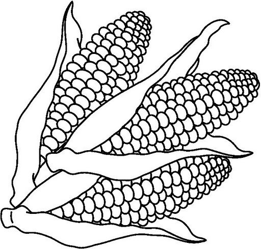 512x489 56 Best It's National Corn The Cob Day! Images