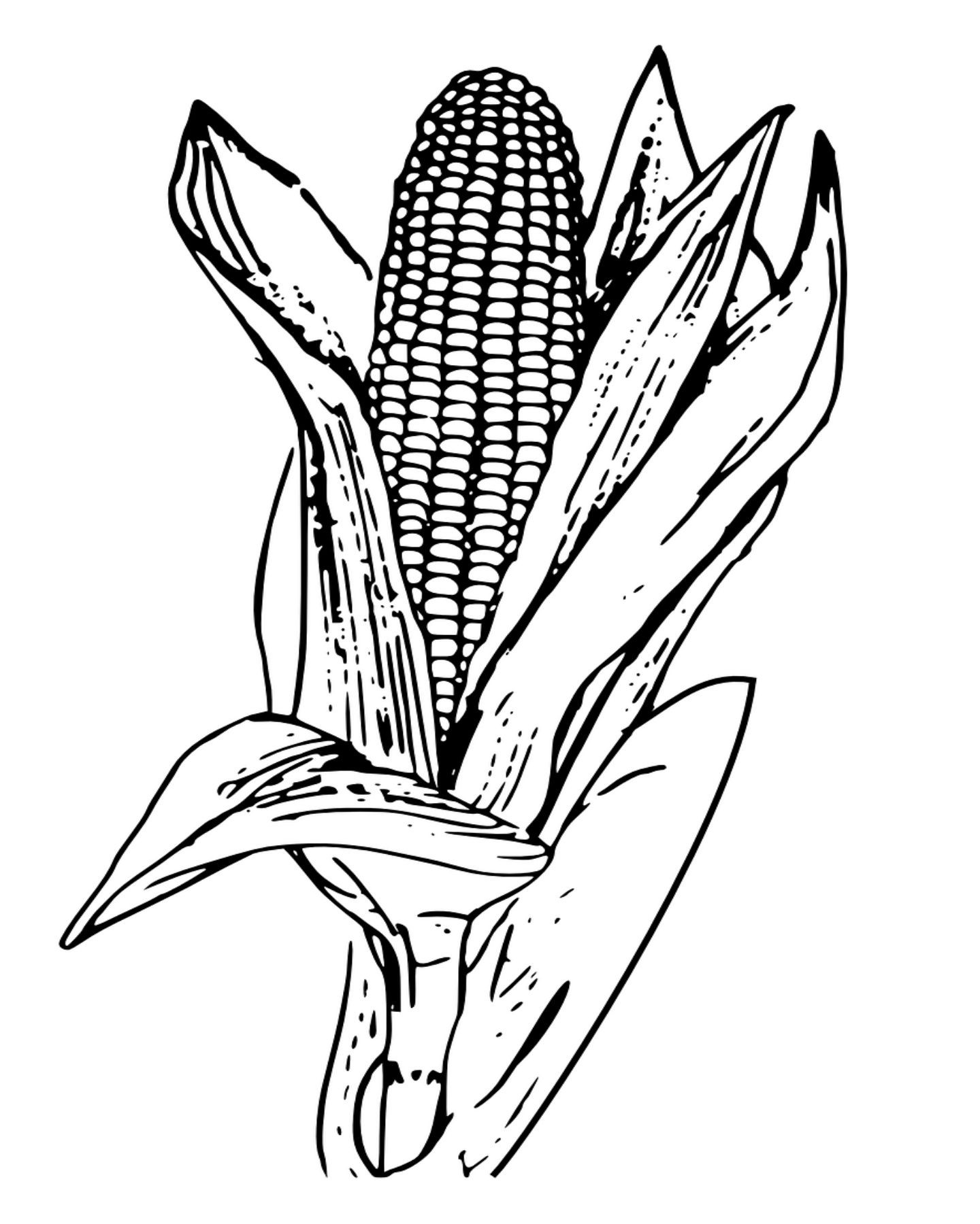 Corn On The Cob Coloring Page at GetColorings.com | Free printable ...