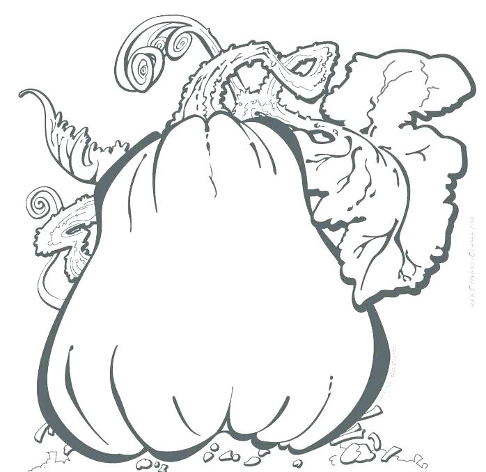 Squash Coloring Page 698x678 Squash Coloring Page