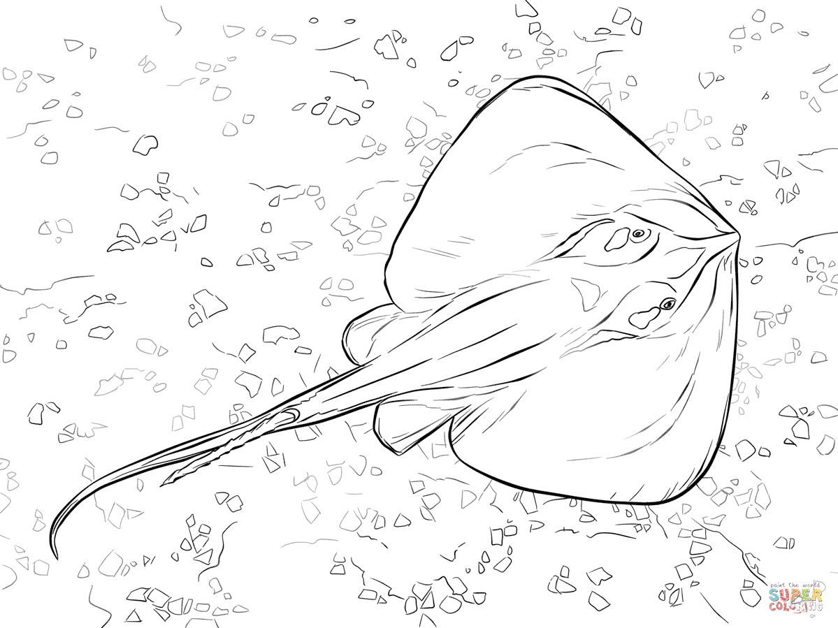 Imagination Stingray Coloring Page Common Free 1199x899 Imagination Stingray Coloring Page Common Free