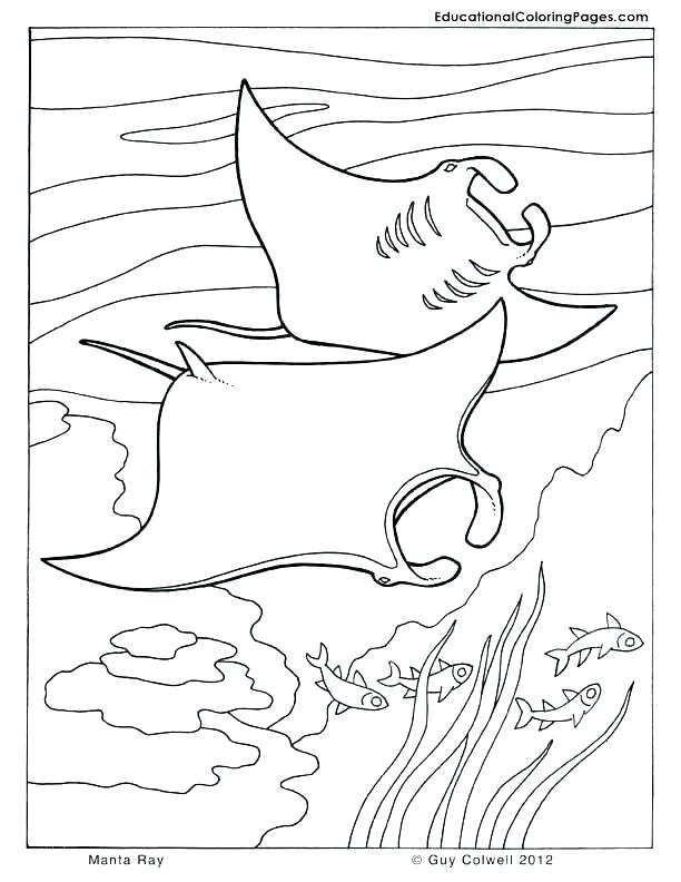 Manta Ray Coloring Page Manta Ray Coloring Page Stingray Coloring 612x792 Manta Ray Coloring Page Manta Ray Coloring Page Stingray Coloring
