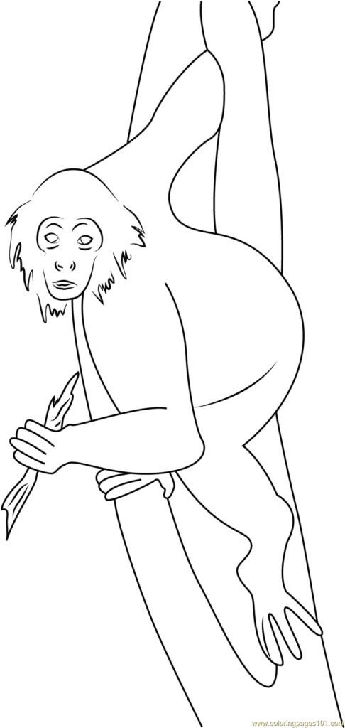 486x1024 Panama Spider Monkey Costa Rica Coloring Page Free