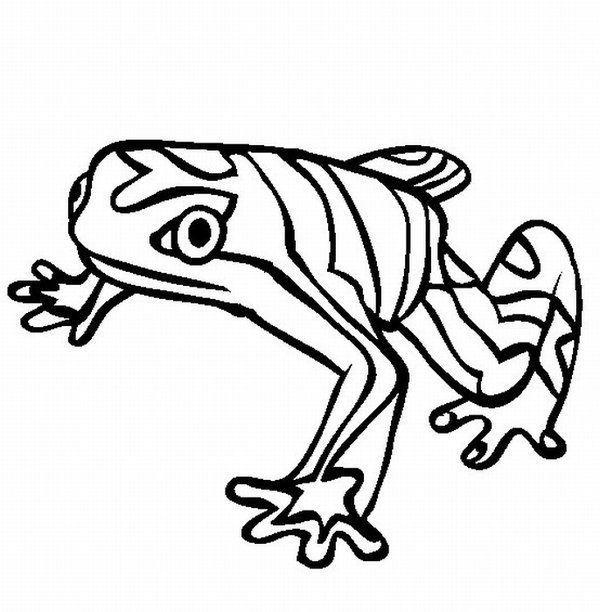 600x612 Rainforest Animals Coloring Pages